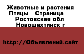 Животные и растения Птицы - Страница 2 . Ростовская обл.,Новошахтинск г.